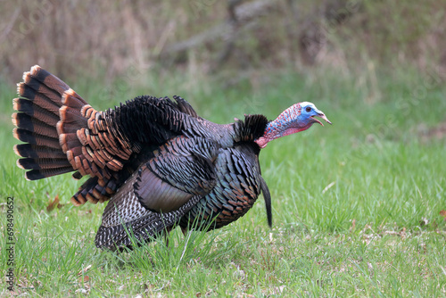 фотографія Male turkey in gobbling posture, stretched out neck thrust