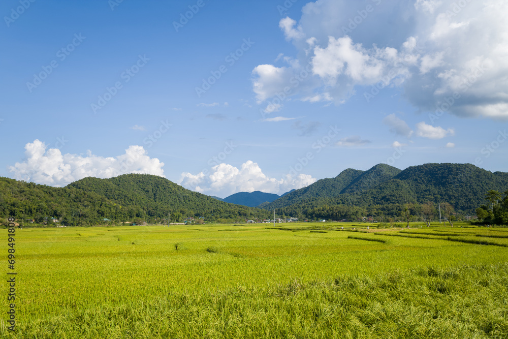 The green and yellow rice fields in the green mountains, Asia, Vietnam, Tonkin, Dien Bien Phu, in summer, on a sunny day.