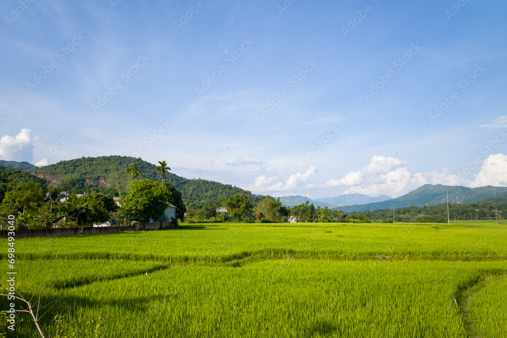 The green rice fields in the middle of forests and karst mountain peaks, in Asia, Vietnam, Tonkin, between Son La and Dien Bien Phu, in summer, on a sunny day.
