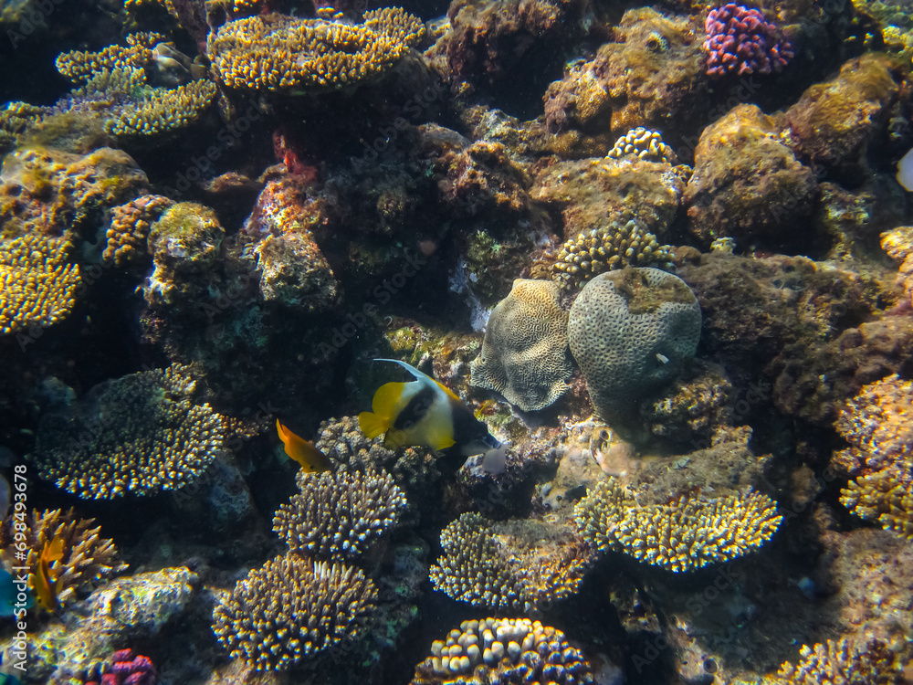 Heniochus intermedius in the expanses of the coral reef of the Red Sea Heniochus intermedius in the expanses of the coral reef of the Red Sea