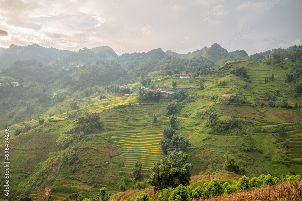 The green and yellow rice fields at the foot of the green mountains, in Asia, in Vietnam, in Tonkin, in Bac Ha, towards Lao Cai, in summer, on a cloudy day.