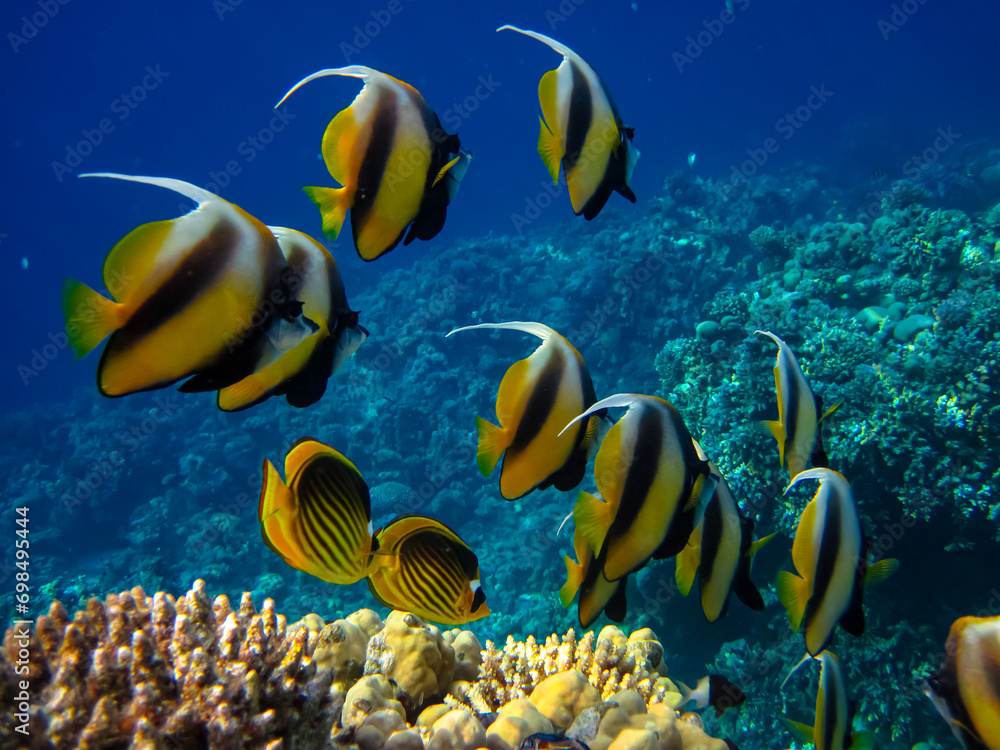 Fototapeta premium Heniochus intermedius in the expanses of the coral reef of the Red Sea