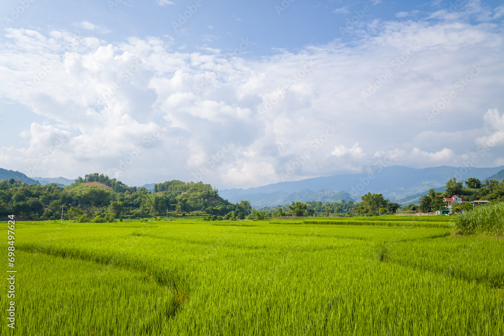 Fototapeta premium The green rice fields in the verdant countryside, Asia, Vietnam, Tonkin, Na San, in summer on a sunny day.
