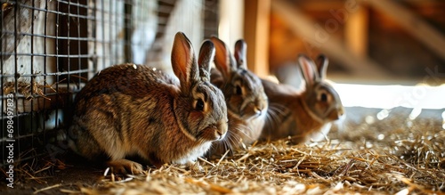 Feeding rabbits in a cage. photo