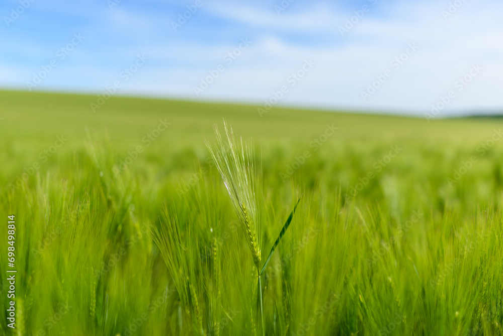Wheat fields in the countryside in Europe, in France, in Burgundy, in Nievre, towards Clamecy, in Spring, on a sunny day. Wheat fields in the countryside in Europe, in France, in Burgundy, in Nievre, towards Clamecy, in Spring, on a sunny day.