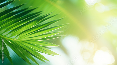 Blur beautiful nature green palm leaf