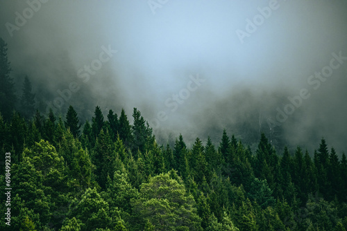Beautiful forest wallpaper. Scenic coniferous forest in the cloud.  © Jedrzej