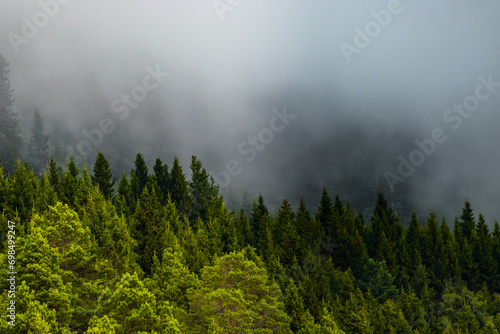 Beautiful forest wallpaper. Scenic coniferous forest in the cloud. 