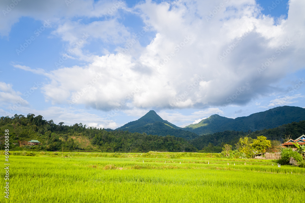 Fototapeta premium The green rice fields in the middle of the green countryside and mountains, in Asia, Vietnam, Tonkin, Dien Bien Phu, in summer, on a sunny day.