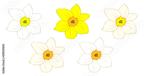 Daffodil flower bud, narcissus blooming head isolated on white. Hand drawn sketch of yellow and orange colors. Vector picture for Easter illustration, spring or summer colorful floral design, print.