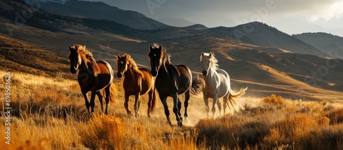 Five horses roam wild on prairies. photo