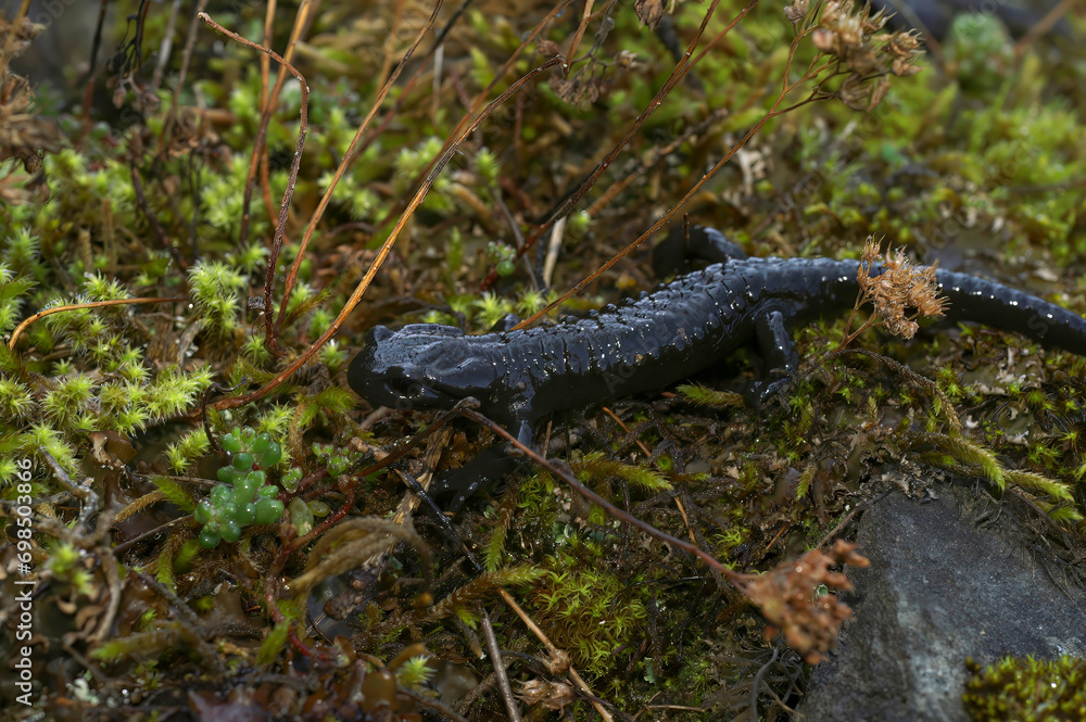 Closeup on the rare, charcoal black European alpine salamander, Salamandra atra from the Swiss Alps Closeup on the rare, charcoal black European alpine salamander, Salamandra atra from the Swiss Alps