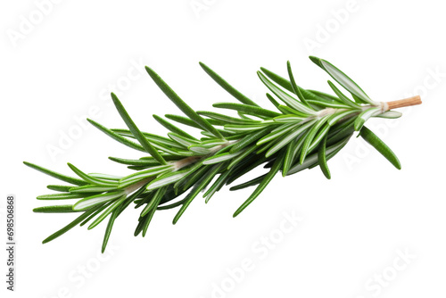 Herb Rosemary Isolated On Transparent Background photo