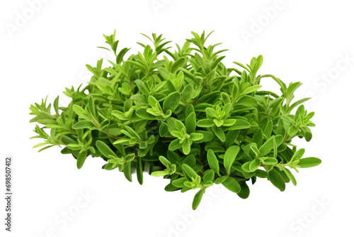 Thyme Leaves Isolated On Transparent Background