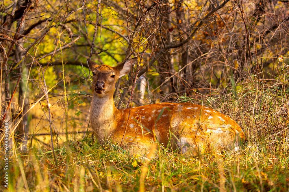 Beautiful sika deer in the autumn forest against the background of colorful foliage of trees. The deer looks to the sides and chews the grass. Fabulous forest autumn landscape with wild animals.