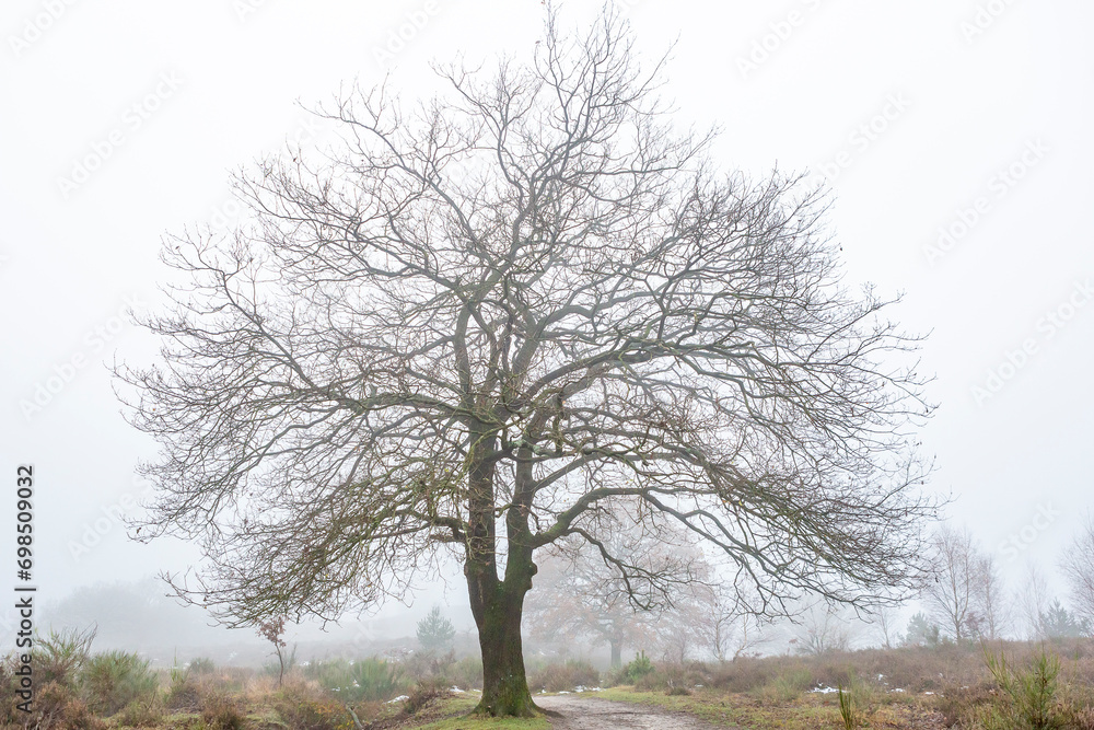 Dutch moorland landscape with a single tree with meandering branches contrasted against a moist misty fog background. Winter weather conditions theme. Dutch moorland landscape with a single tree with meandering branches contrasted against a moist misty fog background. Winter weather conditions theme.