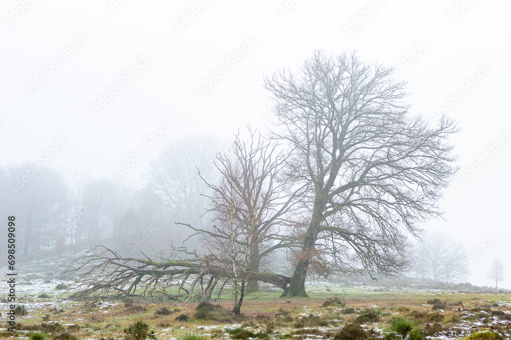 Thick mist surrounding half fallen tree in Dutch moorland landscape  with meandering branches contrasted against a moist misty fog background. Winter weather conditions theme.