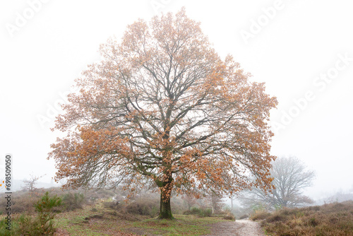 Walking pathway in Dutch moorland landscape with a single tree with meandering branches contrasted against a moist misty fog background. Winter theme.