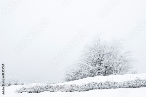 Trees and plants covered with snow on winter day. Space for text