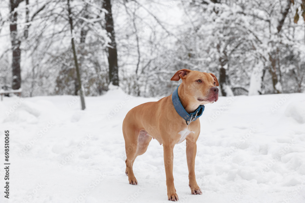 Cute ginger dog in snowy forest on winter day