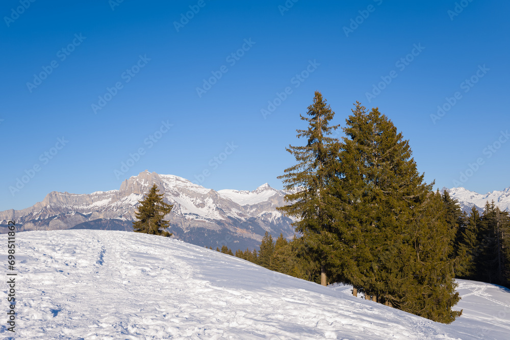 A fir tree in front of the Mont Blanc massif in Europe, France, Rhone Alpes, Savoie, Alps, in winter, on a sunny day.