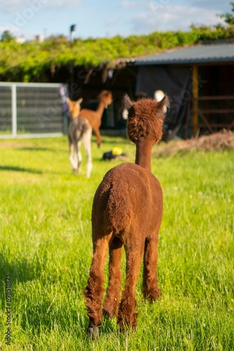 Fototapeta Naklejka Na Ścianę i Meble -  alpaka