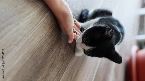 Feeding a kitten with dry food takes place with the help of a little girl's hands