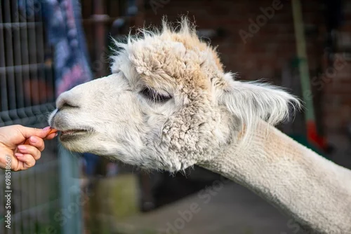 Fototapeta samoprzylepna alpaka