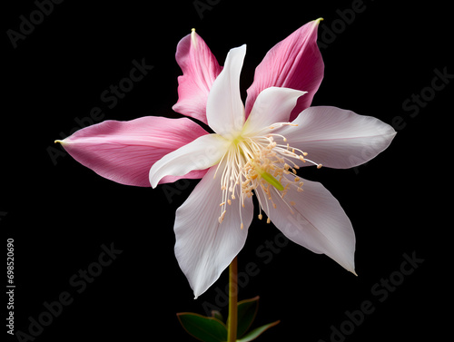 Columbine flower in studio background  single Columbine flower  Beautiful flower  ai generated image