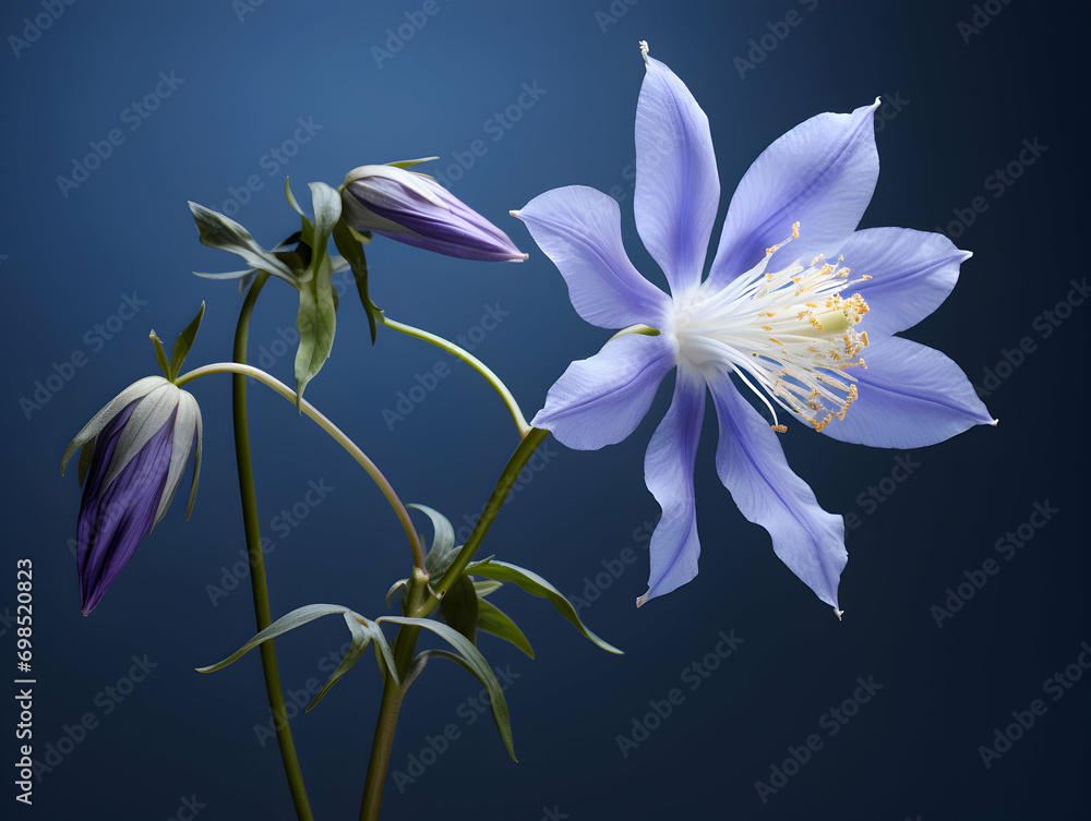 Columbine flower in studio background, single Columbine flower, Beautiful flower, ai generated image Columbine flower in studio background, single Columbine flower, Beautiful flower, ai generated image