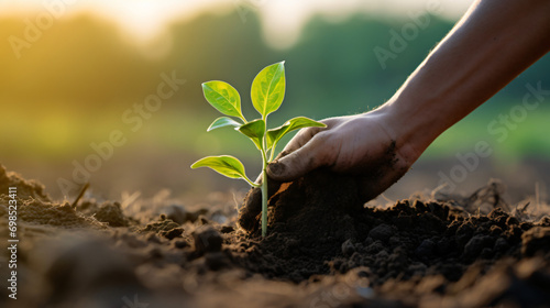 Hand planting small seedling plant
