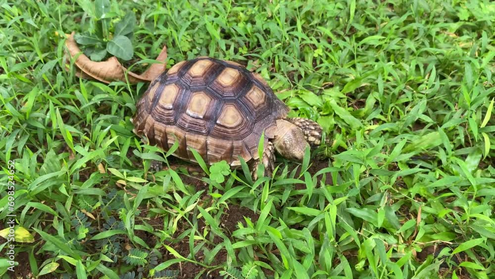 sulcate tortoises walking at greenery grass. sulcate tortoises walking at greenery grass.