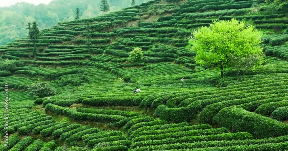 Sichuan spring tea mountain farmers picking tea leaves in the tea field Aerial landscape of beautiful spring  field scenery