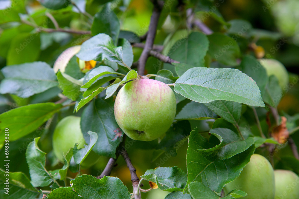 Shiny delicious green apples on a branch ready to be harvested in an apple orchard.. Shiny delicious green apples on a branch ready to be harvested in an apple orchard..