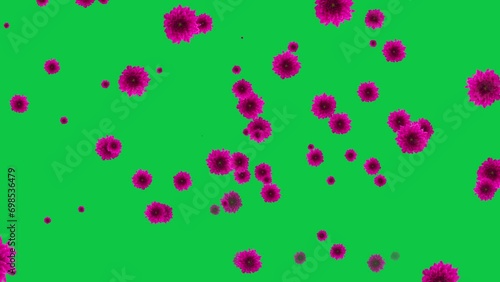 pink flower falling green screen footage
