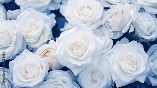 White roses bloom against blue sky background