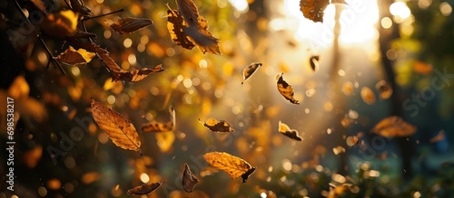Walnut tree leaves falling in the evening sunlight of autumn. photo