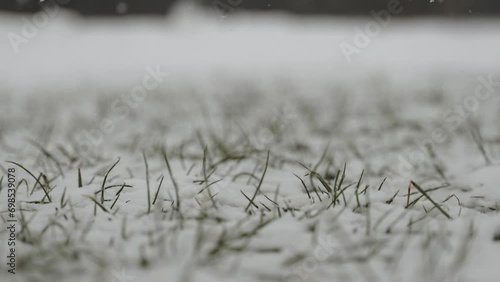 Snow covers fresh green sprouting grass in early spring, closeup. Change of seasons and struggle between winter and spring. First signs of spring and rebirth of life.