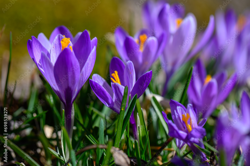 Crocus in spring on green meadow Crocus in spring on green meadow