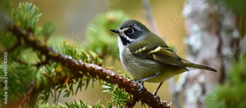 Male kinglet sitting on a branch photo