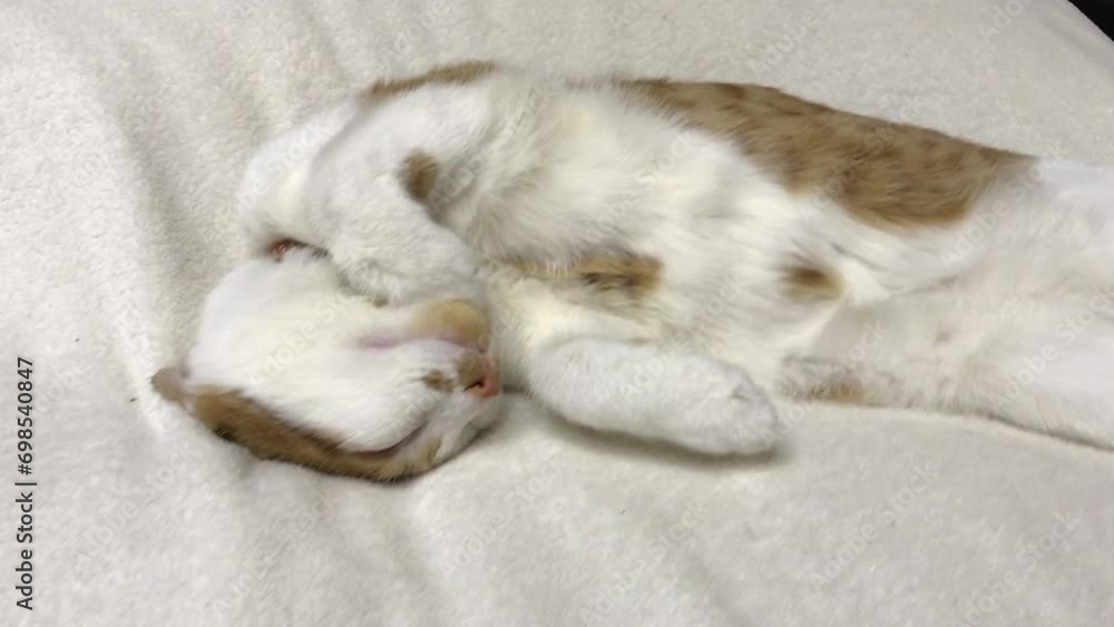 A red cat with white spots sleeps on a white blanket. Lying on his back. A red cat with white spots sleeps on a white blanket. Lying on his back.