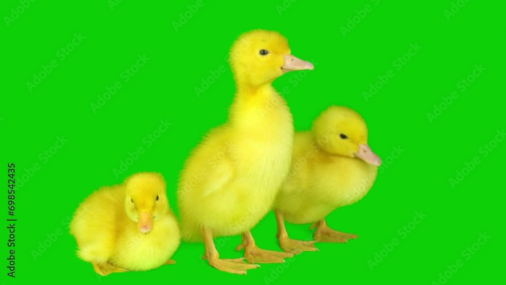 Duckling yellow set isolated on green background screen Duckling yellow set isolated on green background screen