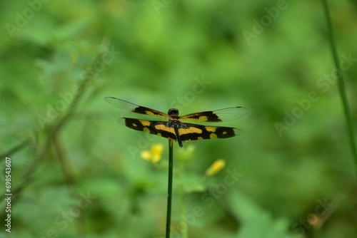 WINGED WONDERS: GRACEFUL DRAGONFLY IN NATURES TAPESTRY © MOHAMMEDNABEEL