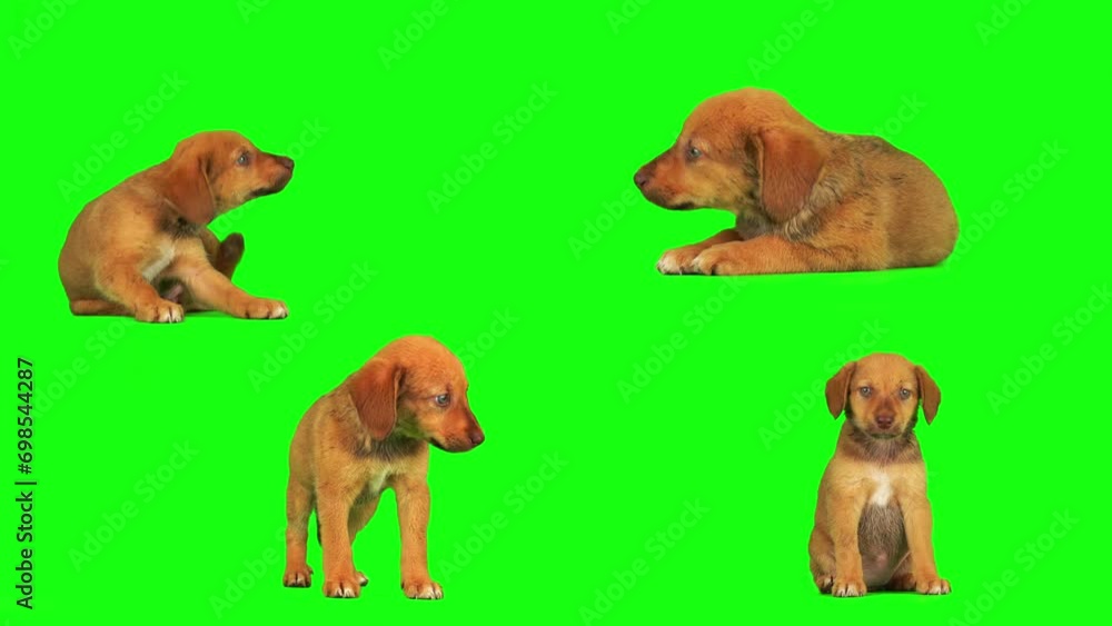 puppy dog set isolated on green background screen puppy dog set isolated on green background screen