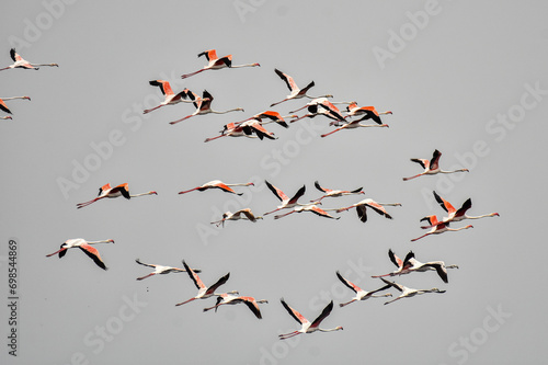 Baeutiful Movement of the flamingo