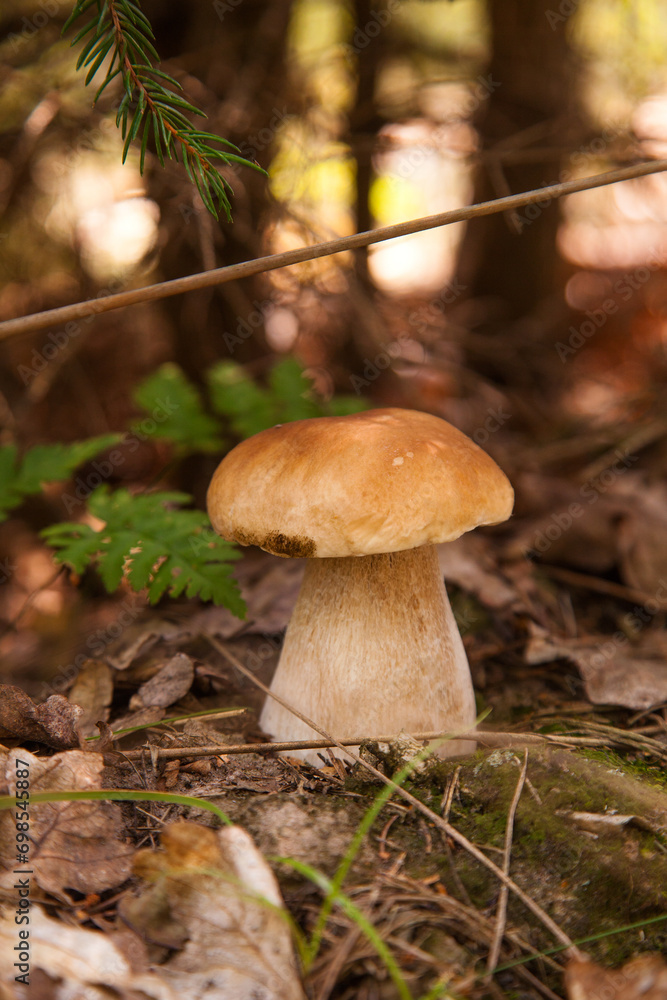 Porcini mushroom growing in pine tree forest at autumn season.. Porcini mushroom growing in pine tree forest at autumn season..
