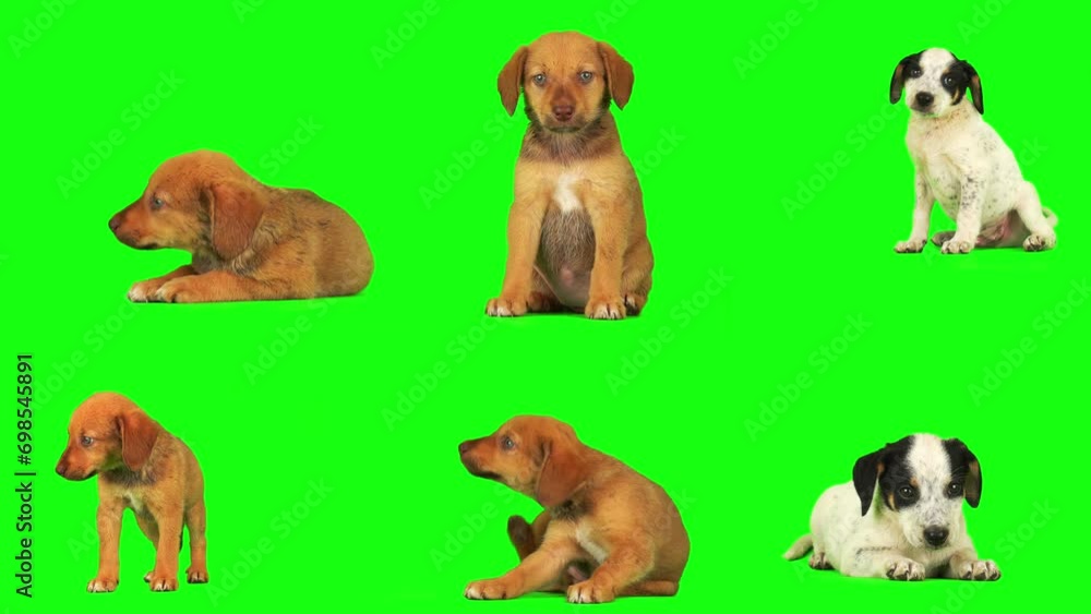 puppy dog set isolated on green background screen puppy dog set isolated on green background screen