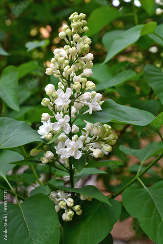 cluster of white lilac with green leaves isolated vertical