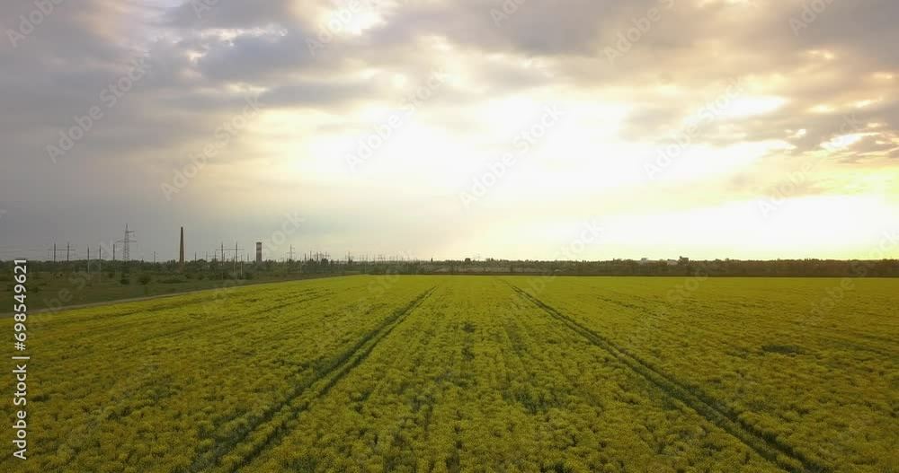 Large field of rapeseed in the evening, spring Large field of rapeseed in the evening, spring