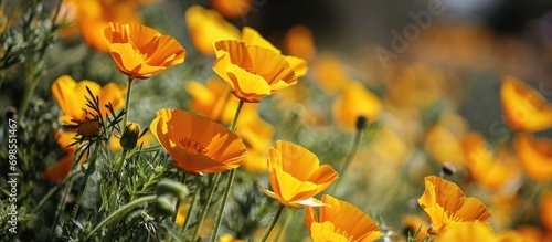 Latin name of the flower native to the US and Mexico: Eschscholzia Californica. photo